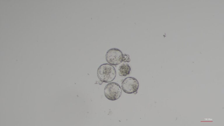 Os humanos podem ter bebês no espaço? Pode ser mais difícil do que o esperado