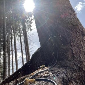 Será que esses abetos realmente “previram” um eclipse solar? Cientistas estão divididos