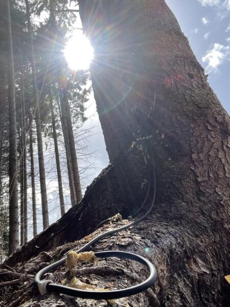 Será que esses abetos realmente “previram” um eclipse solar? Cientistas estão divididos