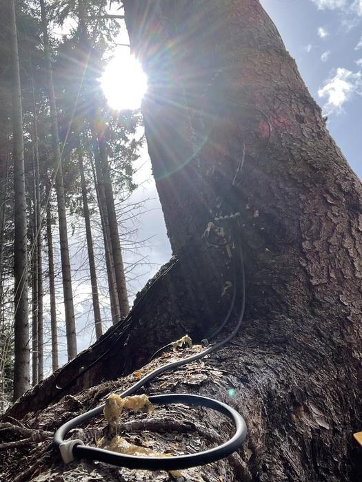 Será que esses abetos realmente “previram” um eclipse solar? Cientistas estão divididos