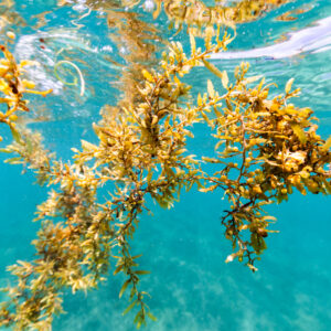 USBR interrompe o caroneiro: desafio de espécies invasoras