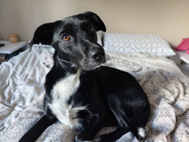 Motorola Signature - Teste de c&acirc;meras