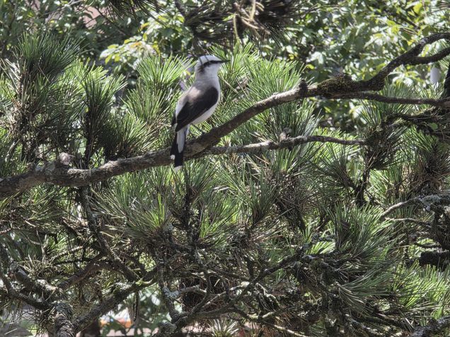 C&acirc;mera de zoom - Galaxy S25 Ultra