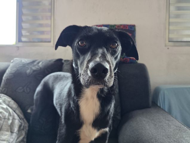 C&acirc;mera principal / ambiente interno - Galaxy S25 Ultra