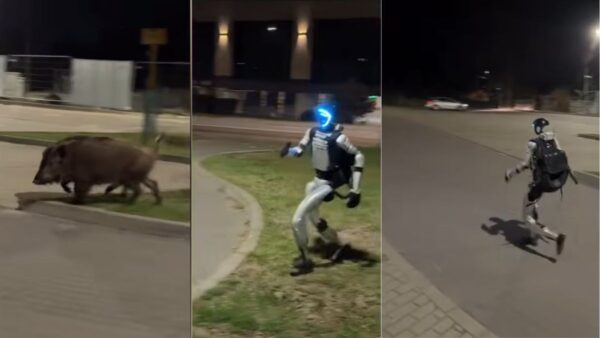 Robô humanoide bota javalis selvagens para correr; assista vídeo