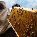 ApexBrasil conecta produtores e impulsiona exportações do agro