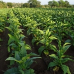 Provimento 216 do CNJ: orientação à complexidade da recuperação judicial no agro