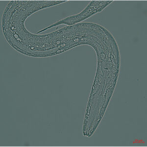 Tripulação de pequenos vermes se prepara para lançamento em 11 de abril na Estação Espacial Internacional