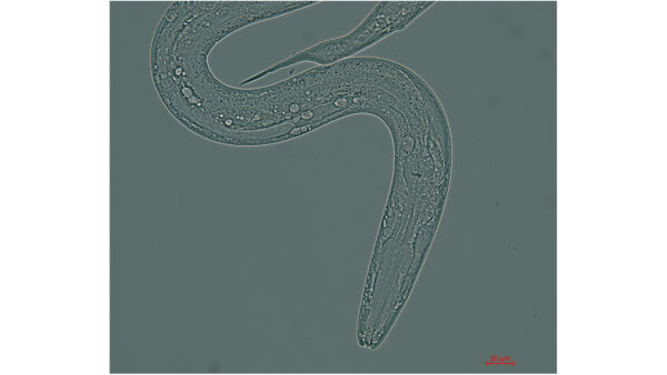 Tripulação de pequenos vermes se prepara para lançamento em 11 de abril na Estação Espacial Internacional
