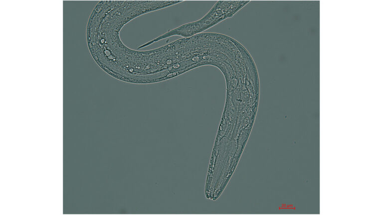 Tripulação de pequenos vermes se prepara para lançamento em 11 de abril na Estação Espacial Internacional