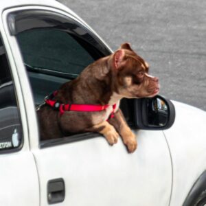Transportar cachorro solto no carro dá multa? Descubra as regras