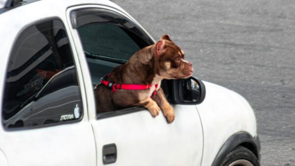 Transportar cachorro solto no carro dá multa? Descubra as regras
