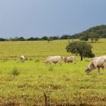 Câmara aprova projeto que organiza estoque público de alimentos