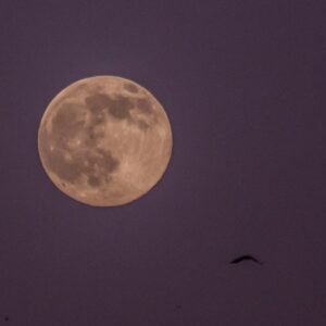Como ver o nascer da lua cheia perfeito – bem a tempo para o show da Lua Azul em 30 de maio