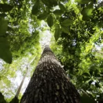Concessão da Gleba Castanho pode evitar depredação de terras não destinadas à conservação