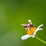 Dia Mundial das Abelhas: protegê-las é garantir bem-estar social e ambiental
