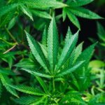 Não existe direito fundamental a plantar maconha, diz STJ, que alerta advogado sobre HC preventivo