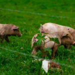 Regra sanitária europeia pode embaralhar cotas do Mercosul no acordo com UE