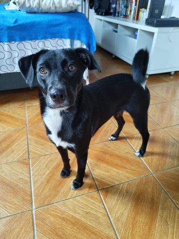 iPhone 15 / C&acirc;mera principal