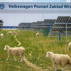 Por que a Volkswagen "contratou" ovelhas para trabalhar em uma fábrica?