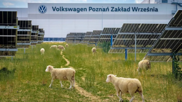 Por que a Volkswagen "contratou" ovelhas para trabalhar em uma fábrica?