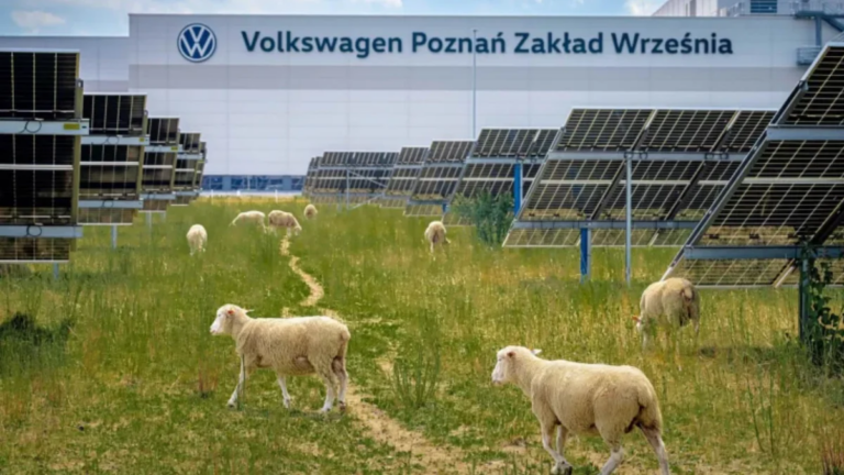 Por que a Volkswagen "contratou" ovelhas para trabalhar em uma fábrica?