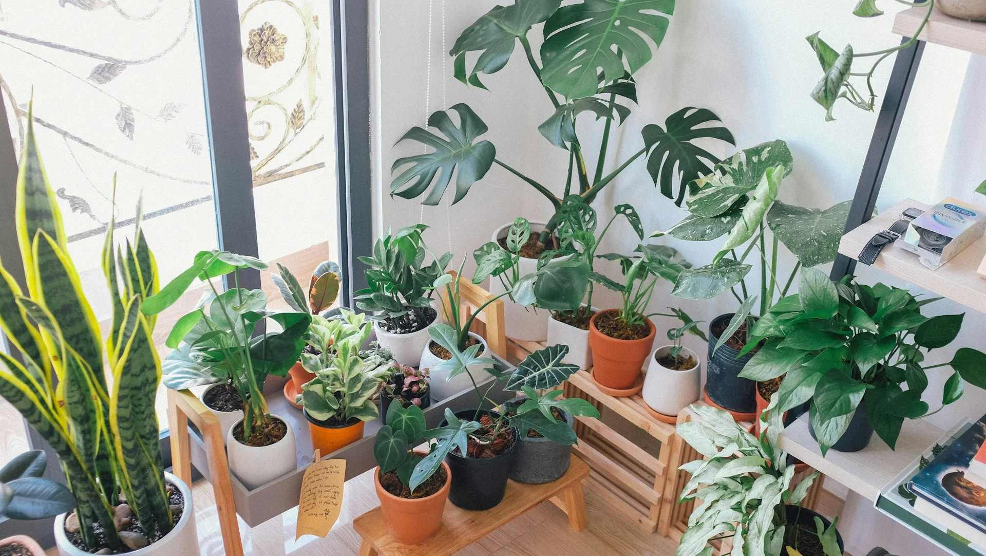 Editar informações da imagem Plantas