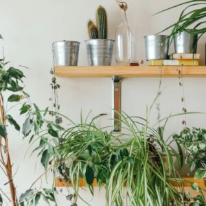 Como usar o Gemini para ajudar a cuidar das plantas de casa?