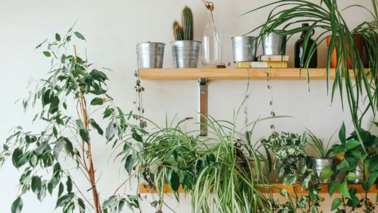 Como usar o Gemini para ajudar a cuidar das plantas de casa?