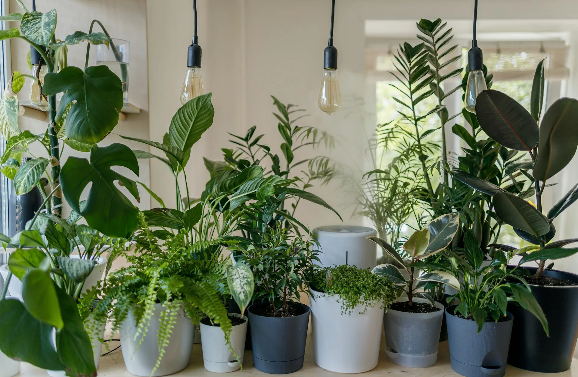 Editar informações da imagem Plantas