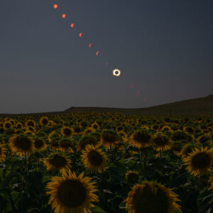 Eclipse Solar Total em Campo de Girassol
