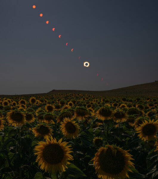Eclipse Solar Total em Campo de Girassol
