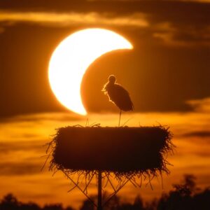 APOD: 2026, 3 de setembro - O Eclipse e a Cegonha