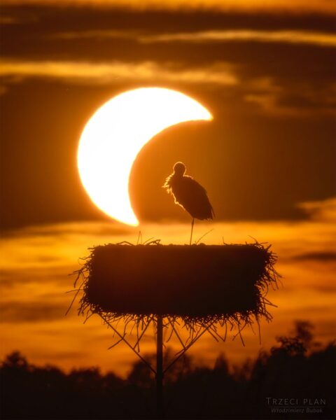 APOD: 2026, 3 de setembro - O Eclipse e a Cegonha