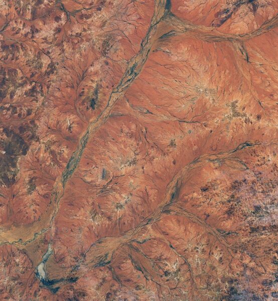 Ano de expansão para flores no deserto
