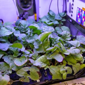 Novas culturas e propostas de pesquisa em saúde para ajudar a NASA a avançar na exploração