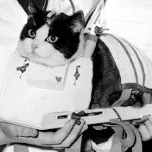 Neste dia no espaço! 18 de outubro de 1963: Félicette da França se torna o primeiro gato no espaço! >^..^
