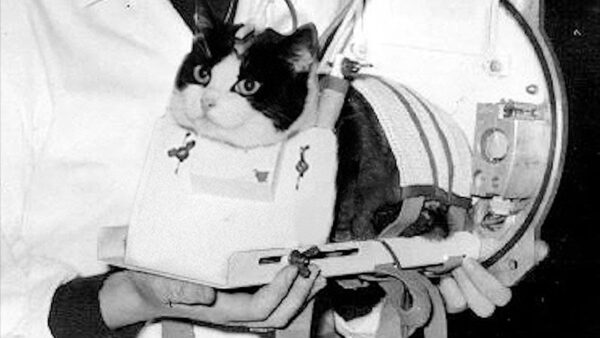 Neste dia no espaço! 18 de outubro de 1963: Félicette da França se torna o primeiro gato no espaço! >^..^